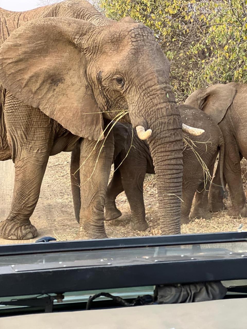 Umoya Safari Lodge Matlhagame Eksteriør bilde