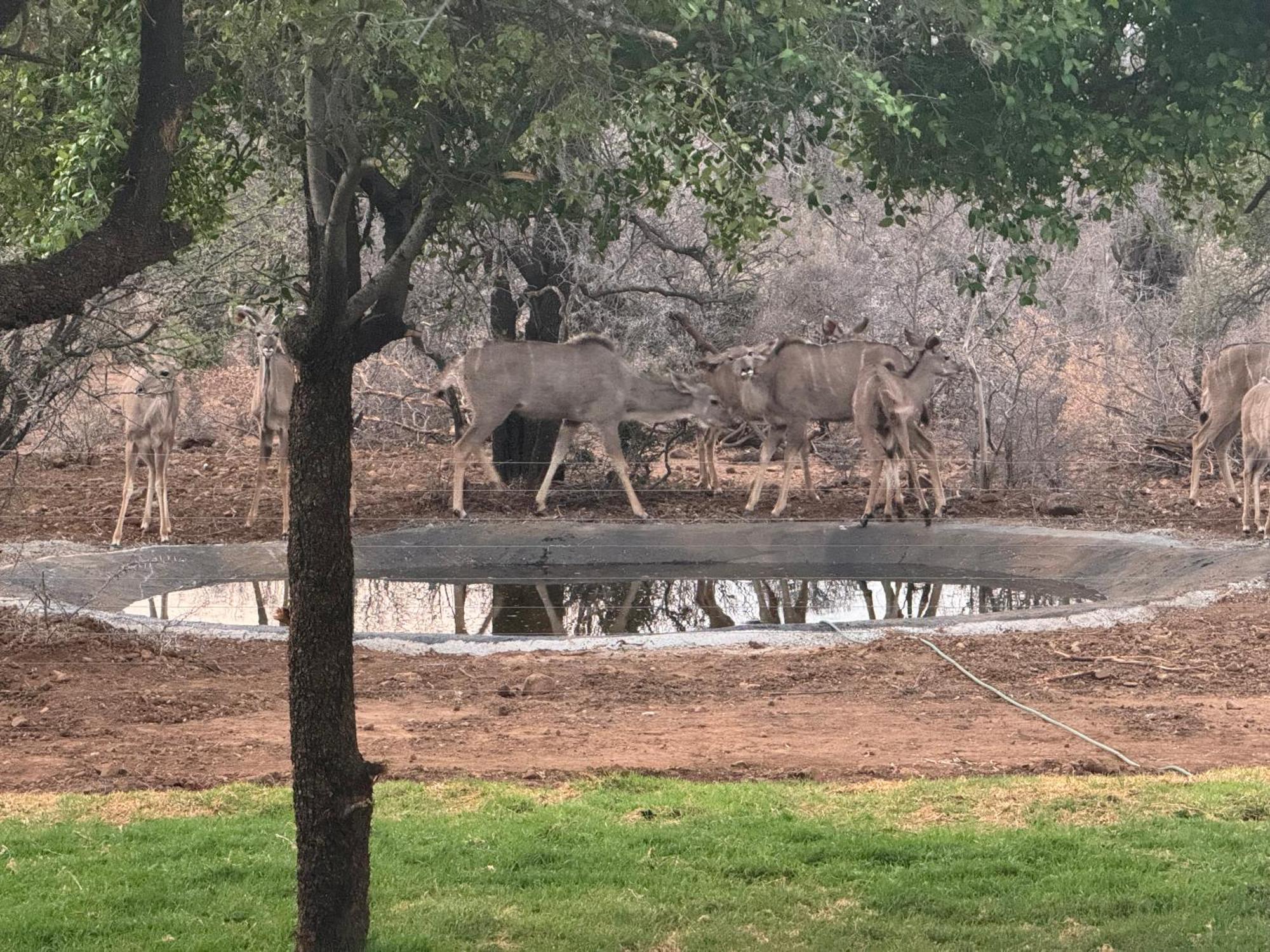 Umoya Safari Lodge Matlhagame Eksteriør bilde